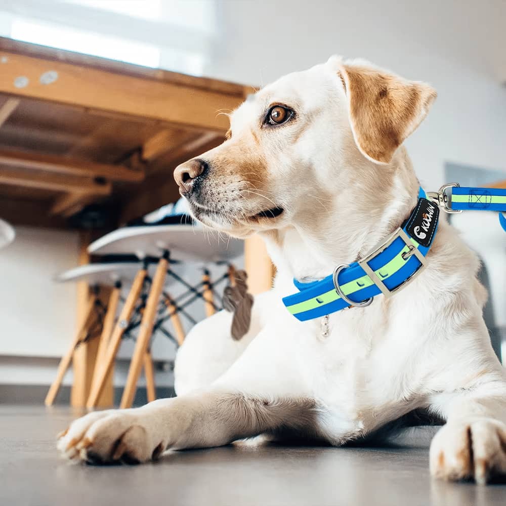 collar de perro reflectante con nombre